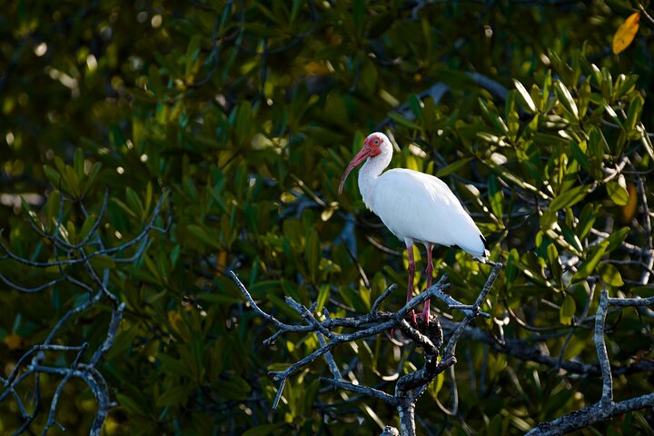 Tamarindo Estuary Boat Safari