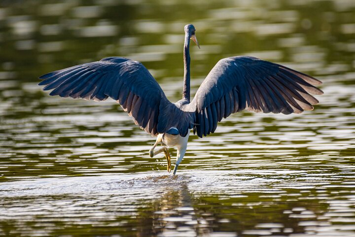 Tamarindo Estuary Boat Safari