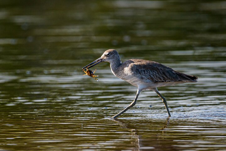 Tamarindo Estuary Boat Safari