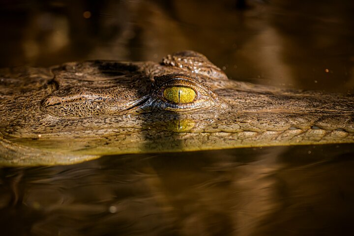 Tamarindo Estuary Boat Safari