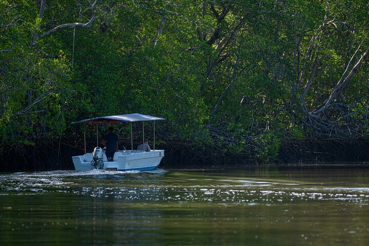 Tamarindo Estuary Boat Safari