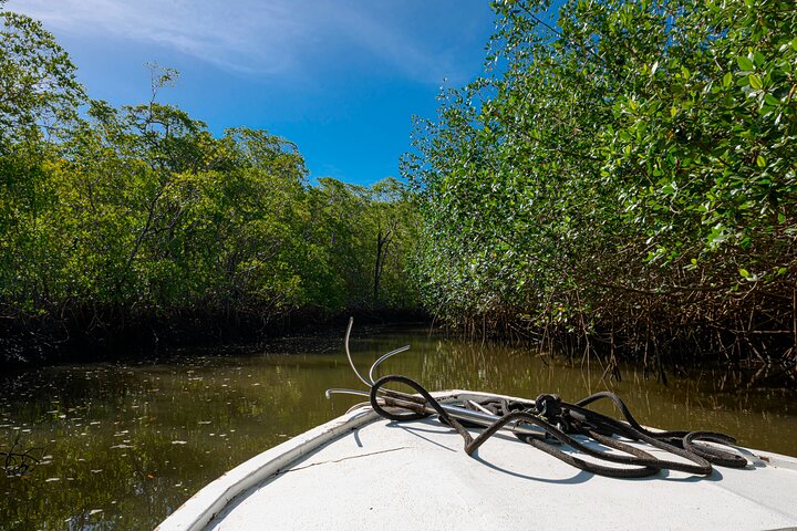 Tamarindo Estuary Boat Safari