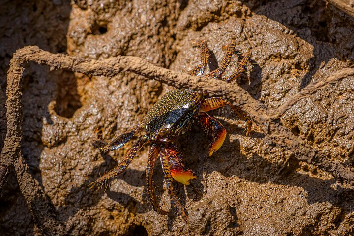 Tamarindo Estuary Boat Safari