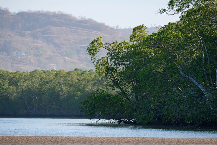 Tamarindo Estuary Boat Safari