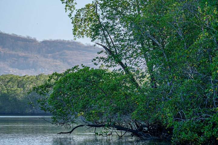 Tamarindo Estuary Boat Safari