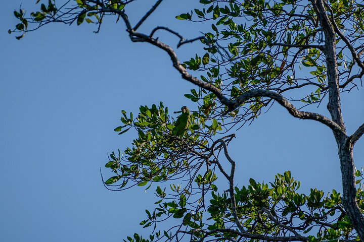 Tamarindo Estuary Boat Safari