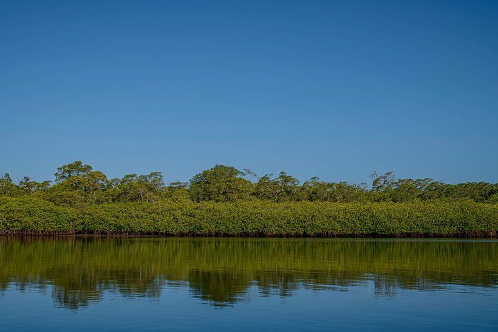 Tamarindo Estuary Boat Safari