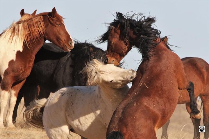 Kicking Red Canyon Wild Mustang Bus Tour Deals 5 PM In Cody