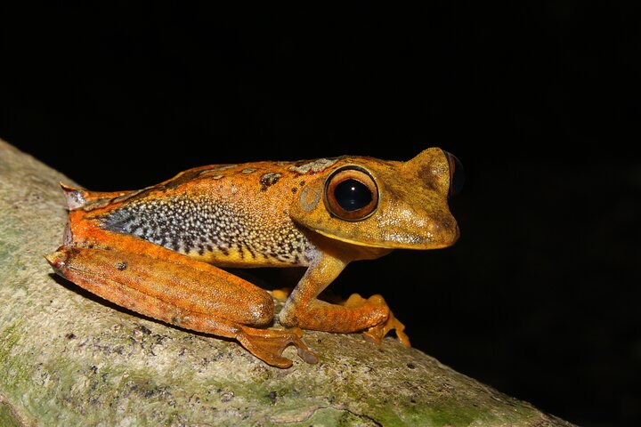 4-Day All-Inclusive Amazon Adventure: Explore Napo's Rainforest