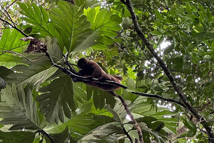 4-Day All-Inclusive Amazon Adventure: Explore Napo's Rainforest