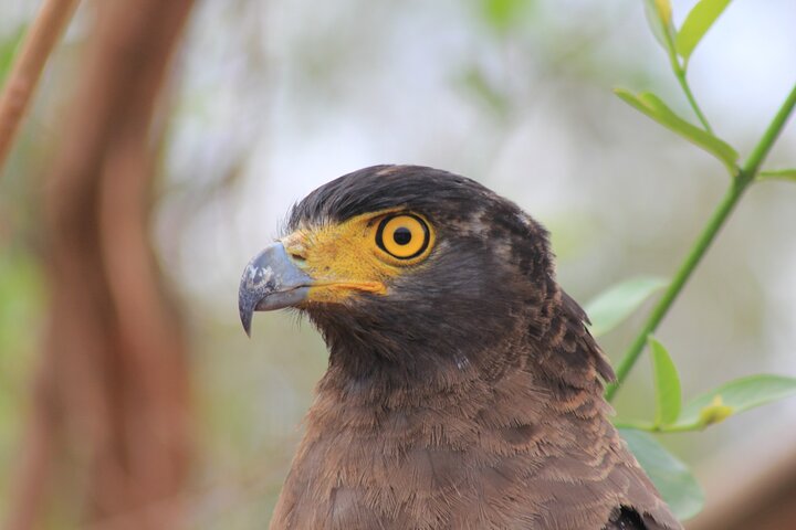 From Ella:Shuttle to Tangalle/Mirissa/Galle with Yala Safari Tour