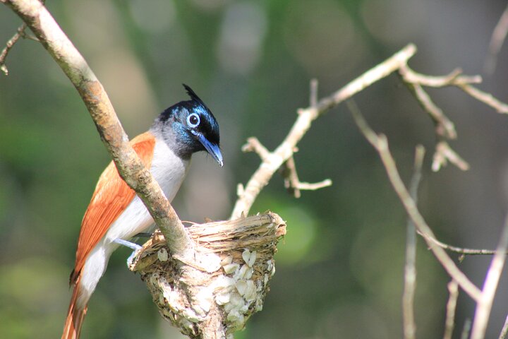 From Ella:Shuttle to Tangalle/Mirissa/Galle with Yala Safari Tour