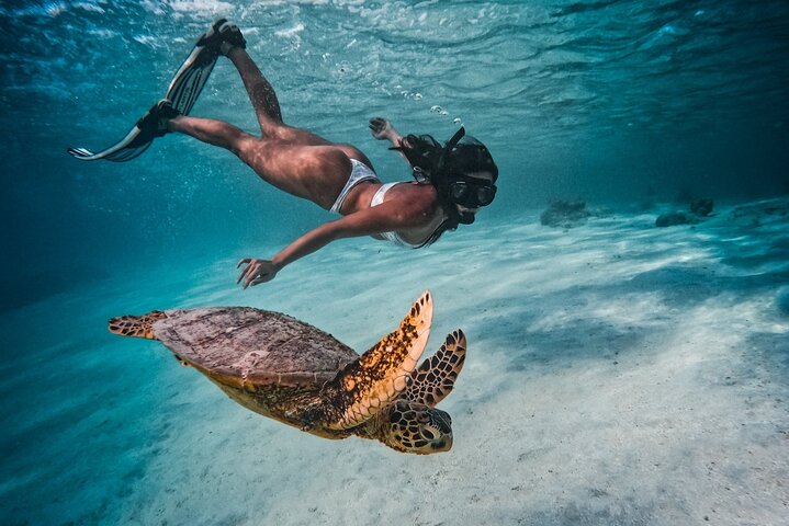 Private Rarotonga Turtle Tour