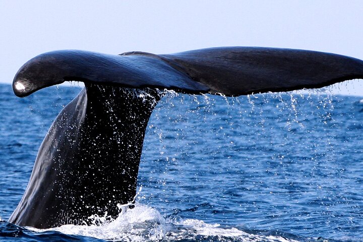 Whale and Dolphin Watching in Pico Island - Half Day