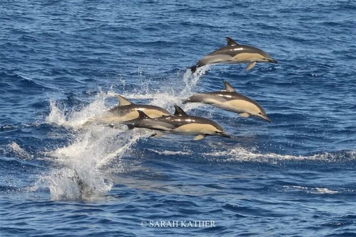 Whale and Dolphin Watching in Pico Island - Half Day