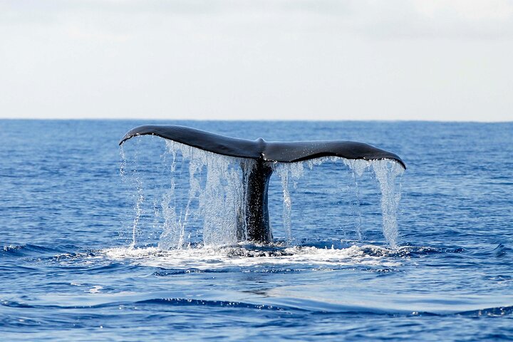 Whale and Dolphin Watching in Pico Island - Half Day