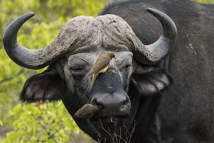 3 Days Explore Zambia Zimbabwe and Chobe Park in Botswana