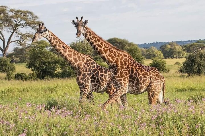 3 Days Explore Zambia Zimbabwe and Chobe Park in Botswana