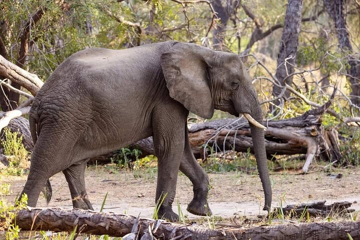3 Days Explore Zambia Zimbabwe and Chobe Park in Botswana