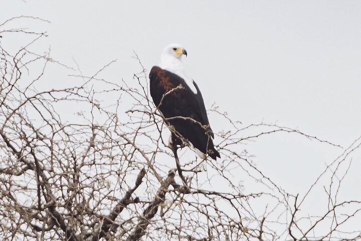 3 Days Explore Zambia Zimbabwe and Chobe Park in Botswana