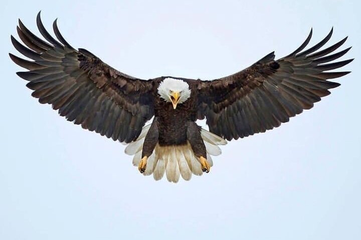 3 Days Explore Zambia Zimbabwe and Chobe Park in Botswana