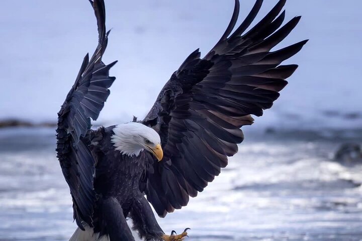 3 Days Explore Zambia Zimbabwe and Chobe Park in Botswana