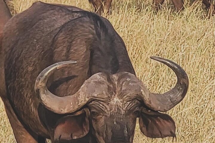 3 Days Explore Zambia Zimbabwe and Chobe Park in Botswana