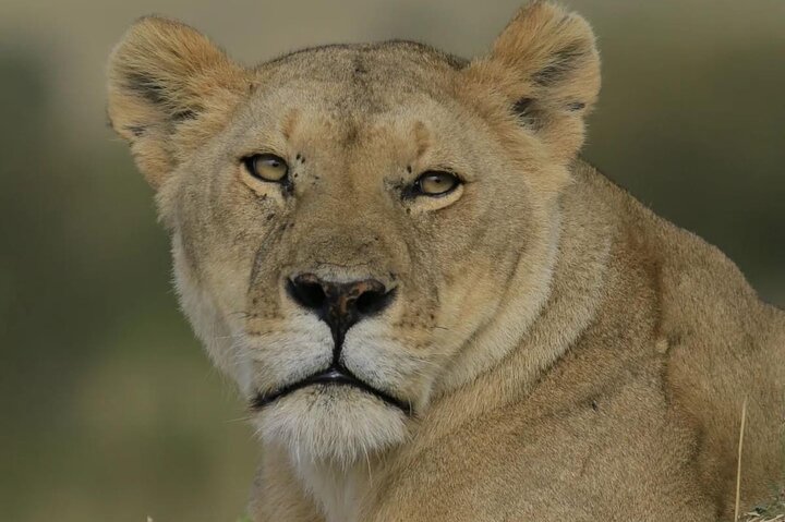 3 Days Explore Zambia Zimbabwe and Chobe Park in Botswana