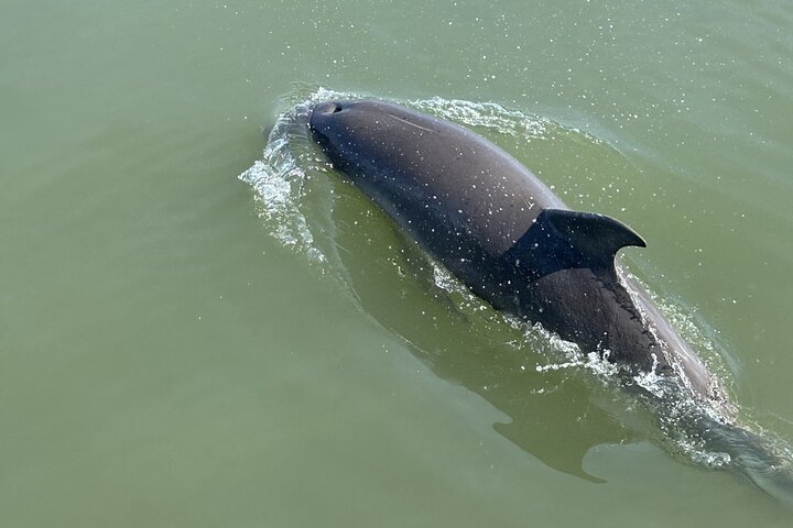 Private Folly Beach Dolphin Watching and Shelling tour
