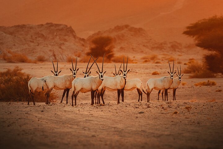 Discover NEOM, Here and Back Again - Tour the Majestic Tabuk