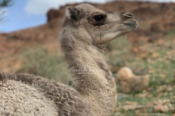 Discover NEOM, Here and Back Again - Tour the Majestic Tabuk