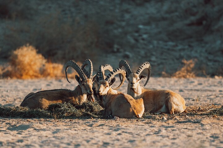 Discover NEOM, Here and Back Again - Tour the Majestic Tabuk