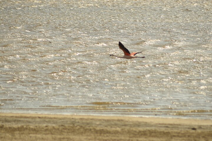 Paracas NationaL Reserve Journey - Scenic Stops at Your own pace