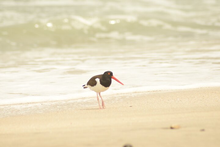 Paracas NationaL Reserve Journey - Scenic Stops at Your own pace