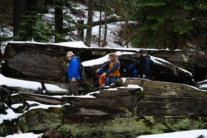 Heart of the Giant Forest Hike