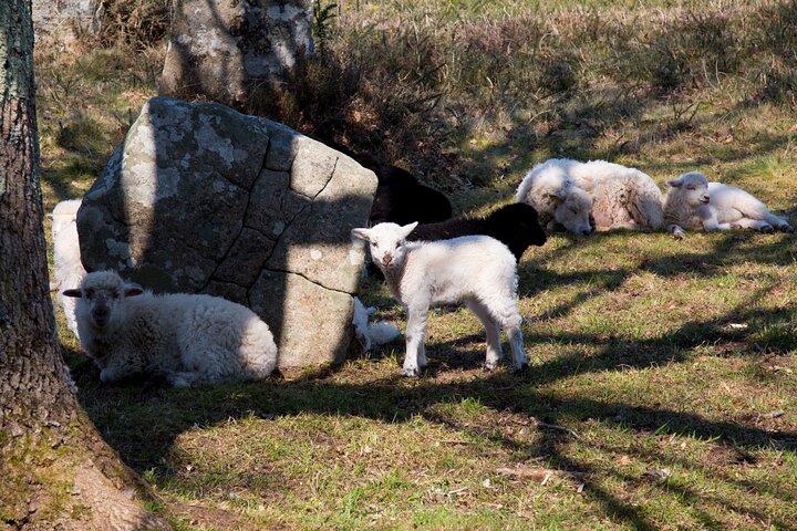 Guided tour of the Megalithic Site of Carnac