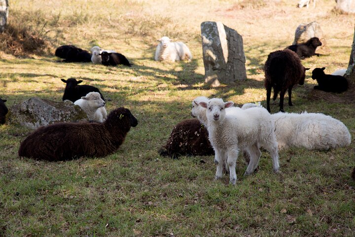 Guided tour of the Megalithic Site of Carnac