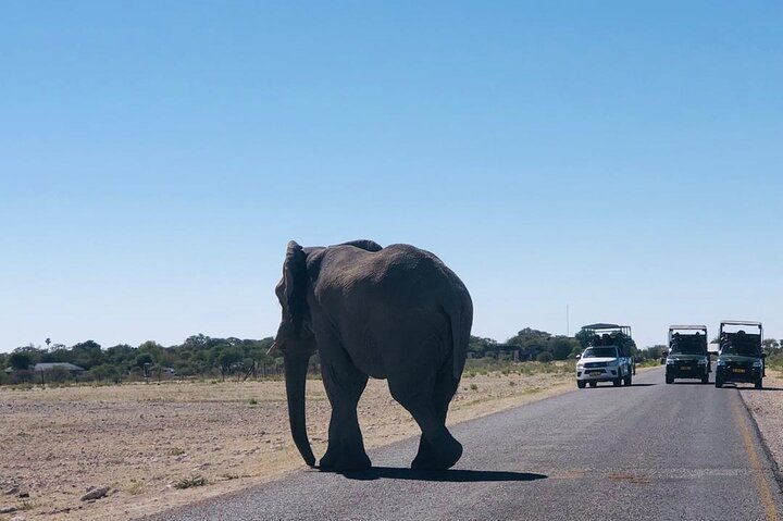 ETOSHA PARK SAFARI with local guides in 9-seater 4x4s