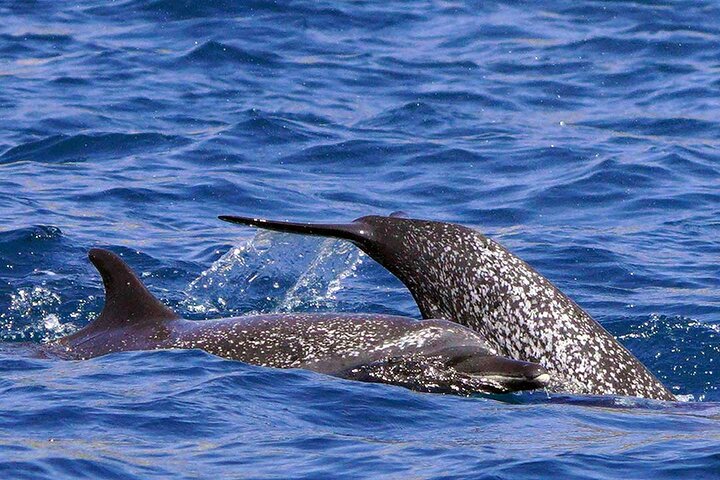 Huatulco Ocean Adventures