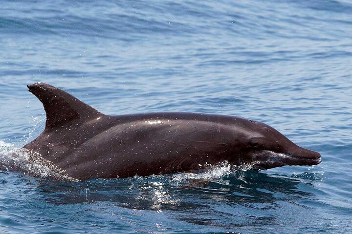 Huatulco Ocean Adventures