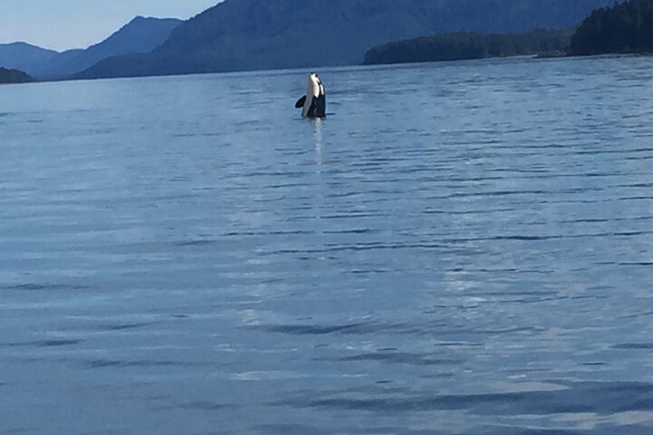 Whale Watching Hoonah Alaska