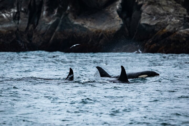 Captain's Choice Kenai Fjords National Park Tour from Seward