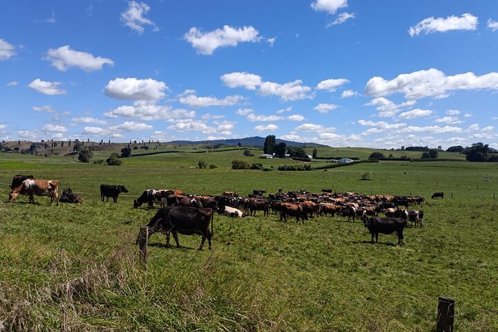 Hobbiton movie set tour and a lot more beautiful NZ sights