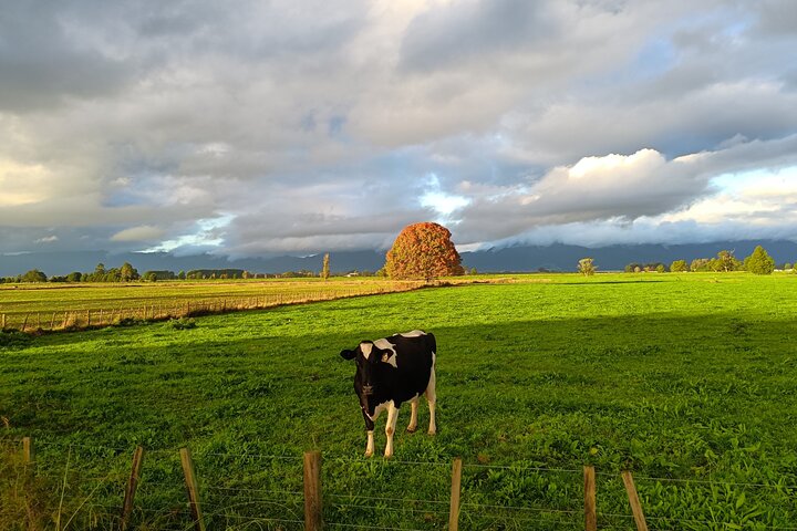Hobbiton movie set tour and a lot more beautiful NZ sights