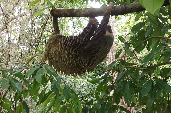 Gatun Lake: Monkeys & Exotic Wildlife by the Canal