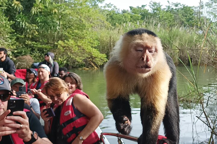 Gatun Lake: Monkeys & Exotic Wildlife by the Canal