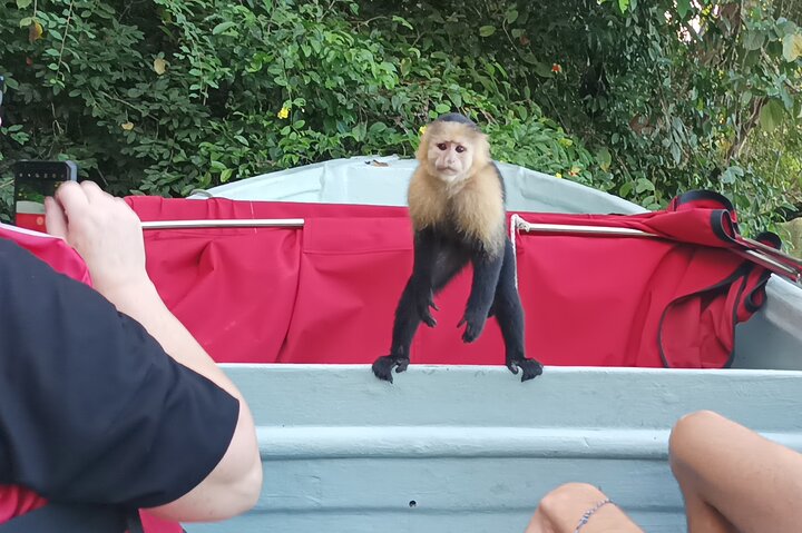 Gatun Lake: Monkeys & Exotic Wildlife by the Canal