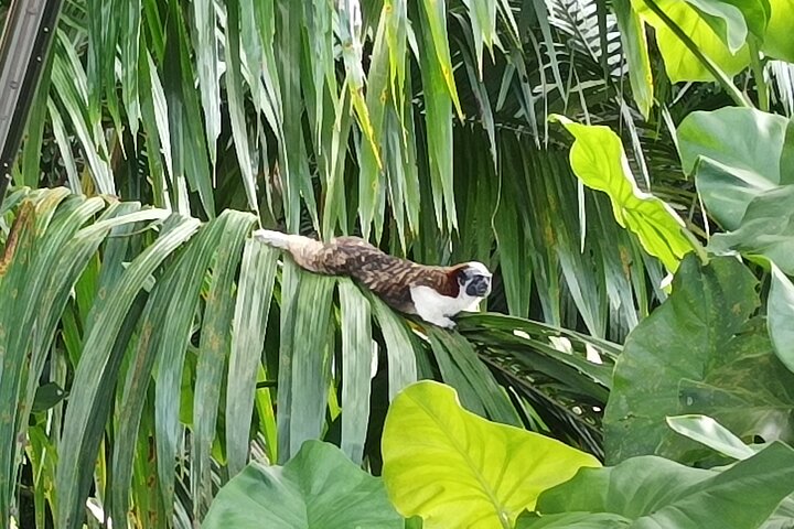 Gatun Lake: Monkeys & Exotic Wildlife by the Canal