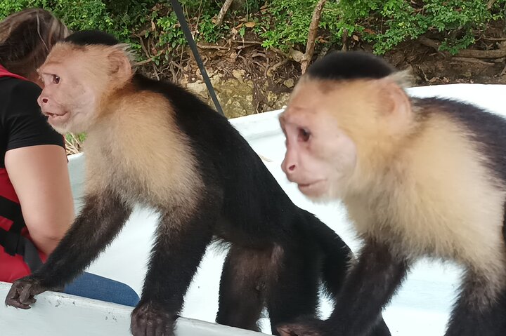 Gatun Lake: Monkeys & Exotic Wildlife by the Canal