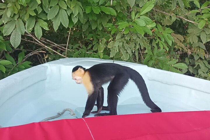 Gatun Lake: Monkeys & Exotic Wildlife by the Canal